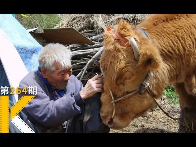 这头牛，感动了整个韩国，纪录片《牛铃之声》看电影了没